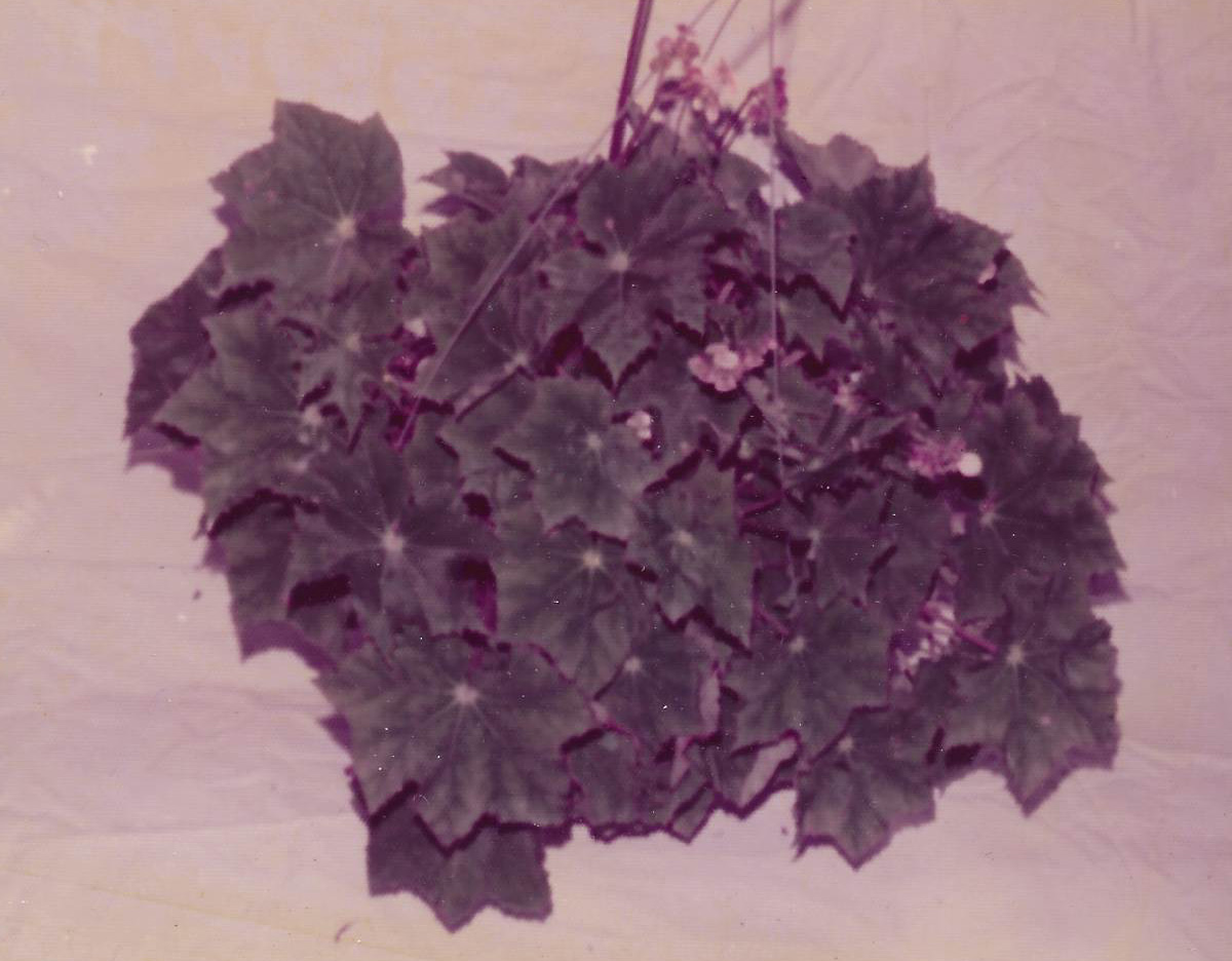 B. ‘Fred Moore’